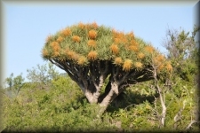 Drakenbloedboom